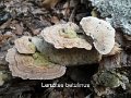 Lenzites betulinus-amf1153